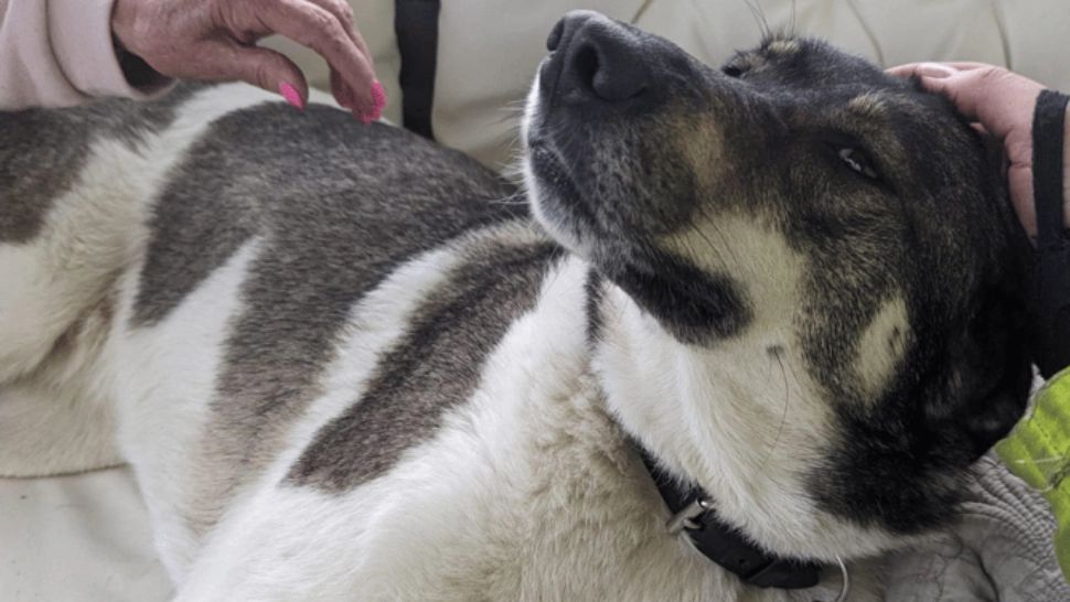 Jessie, cățelușa care și-a salvat stăpânii de la moarte. Foto: thepost.uk