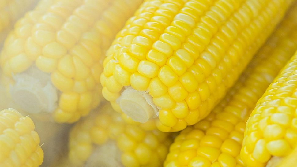 Ingredientul secret pe care dacă îl adaugi în apa porumbul fiert îi transformă gustul într-un adevărat deliciu