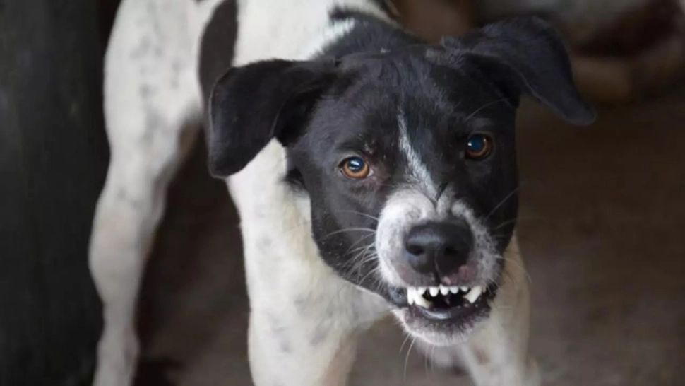 O bătrână a murit, după ce a fost atacată de propriul câine 