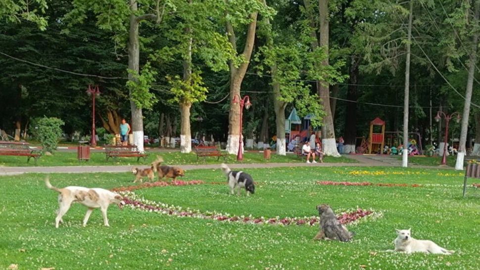 Profesoară din Găești, atacată de o haită de maidanezi. Femeia a leșinat, autoritățile locale promit să intervină