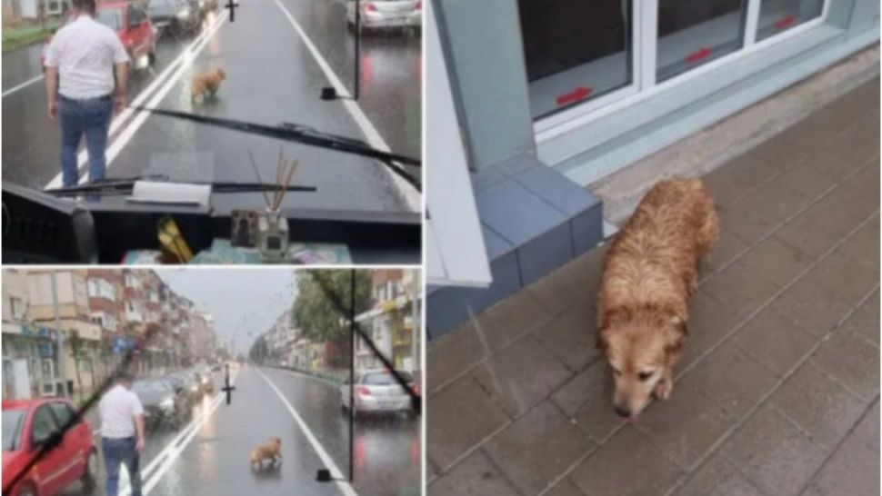 Șoferul de autobuz din Alba Iulia, erou pentru un cățel pierdut. A oprit în mijlocul șoselei