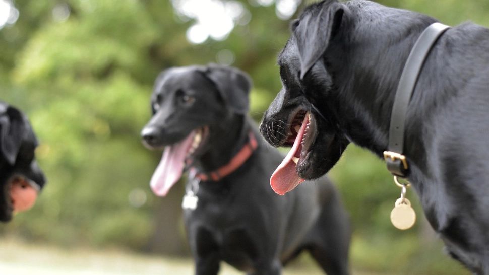 Un bărbat a fost amendat pentru condițiile precare în care își ținea cei 20 de câini. Statul i-a confiscat și animalele