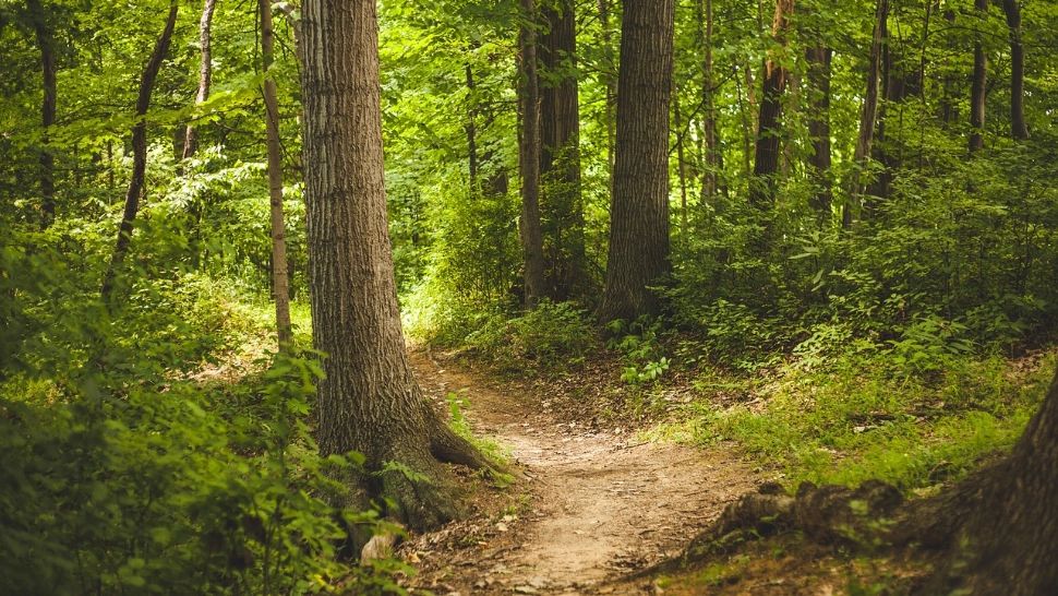 Spectacol în pădurile din România: animale uimitoare surprinse în Parcul Natural Apuseni