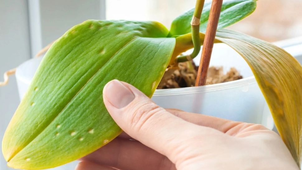 Cum salvezi orhideea care are frunzele lipicioase. Tratamentul care asigură înflorirea bogată și menține planta sănătoasă