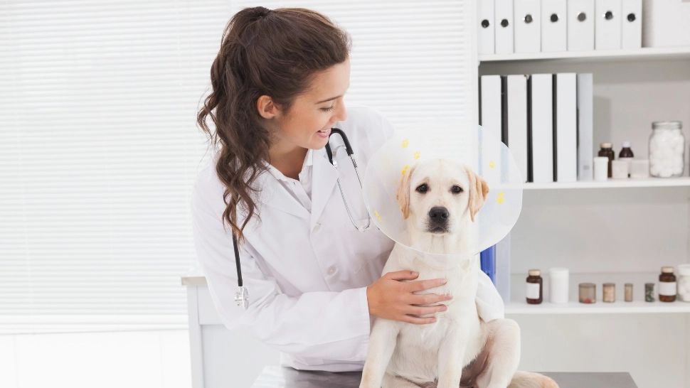 Amenzi usturătoare pentru proprietarii de câini nesterilizați: la ce sume se poate ajunge/Profimedia
