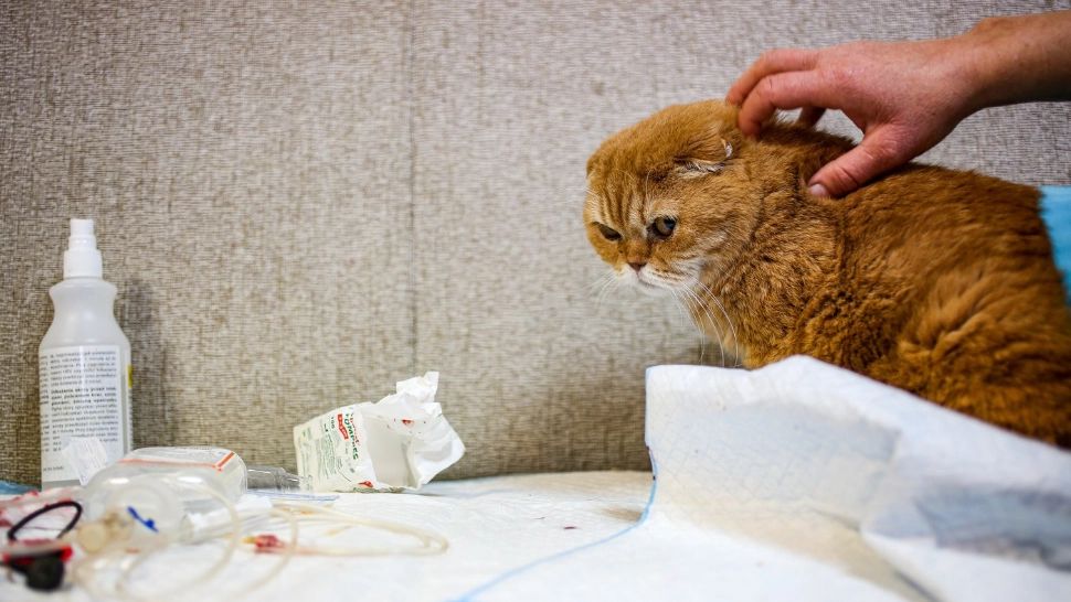 Cum îți dai seama dacă pisica are INSOLAȚIE? Animalele pot fi mai expuse căldurii decât oamenii