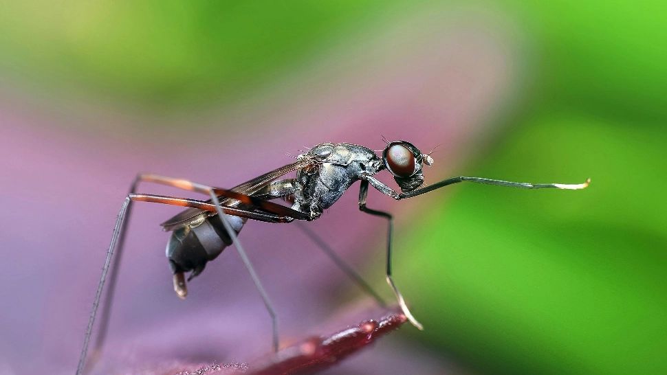  Remedii rapide pentru calmarea înțepăturilor de insecte. Cum poți stopa iritația și înlătura disconfortul