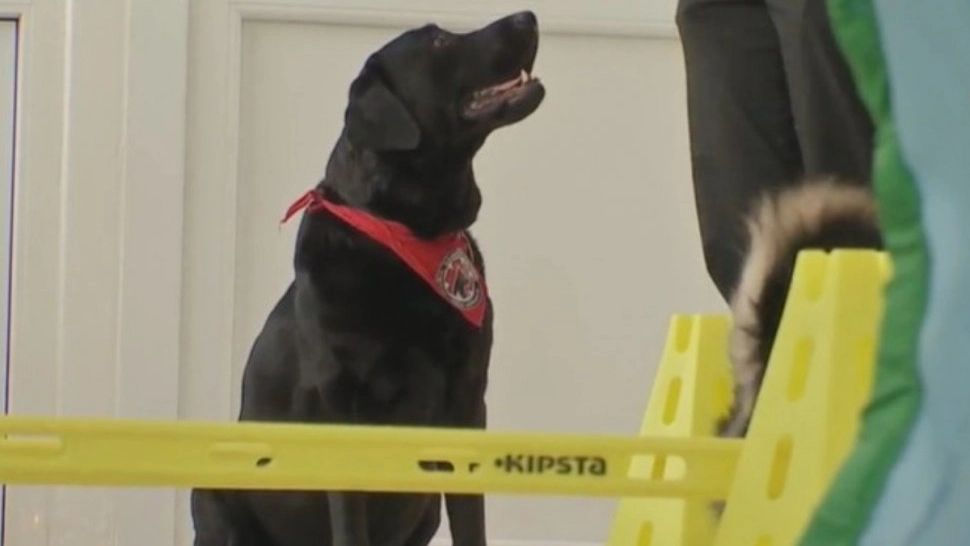 Vești bune pentru români! Terapia canină este disponibilă de acum și în județul Ilfov: „Se vindecă mai repede”