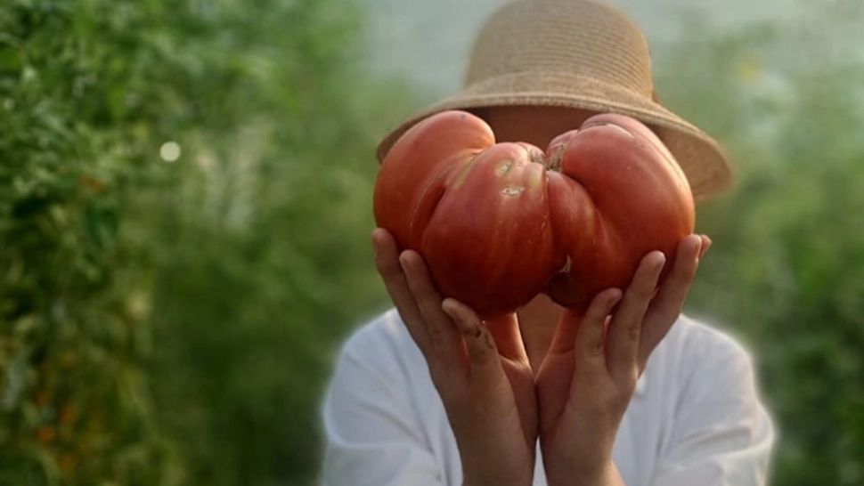 Roșie de peste 1,2 kilograme, cultivată în România: Se mărește de la an la an! - FOTO