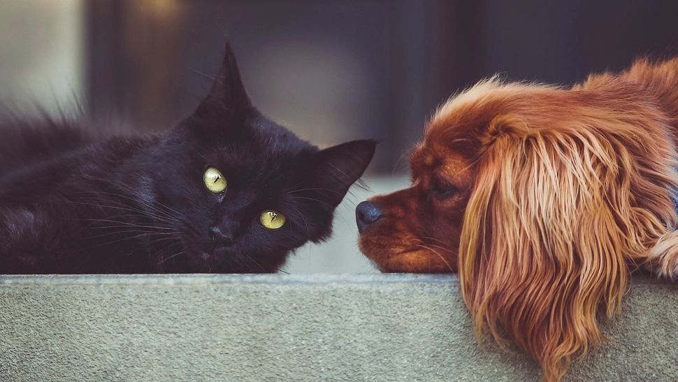 Plante toxice pentru animalele de companie. Ce NU trebuie sa ții în casă și grădină daca ai câini sau pisici