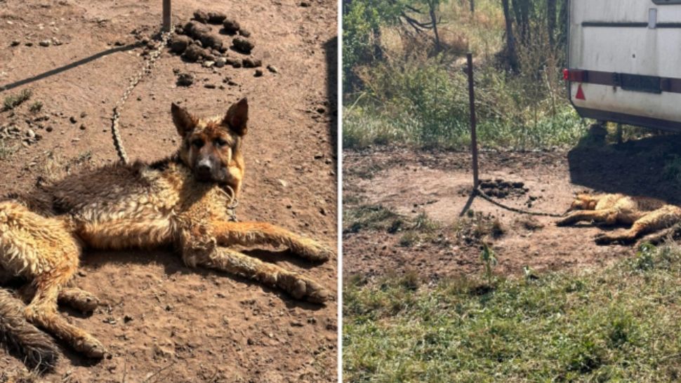 Bărbat amendat cu 6.000 de lei pentru condițiile inumane în care-și ținea câinele. A legat animalul în plină arșiță, fără apă și mâncare - FOTO