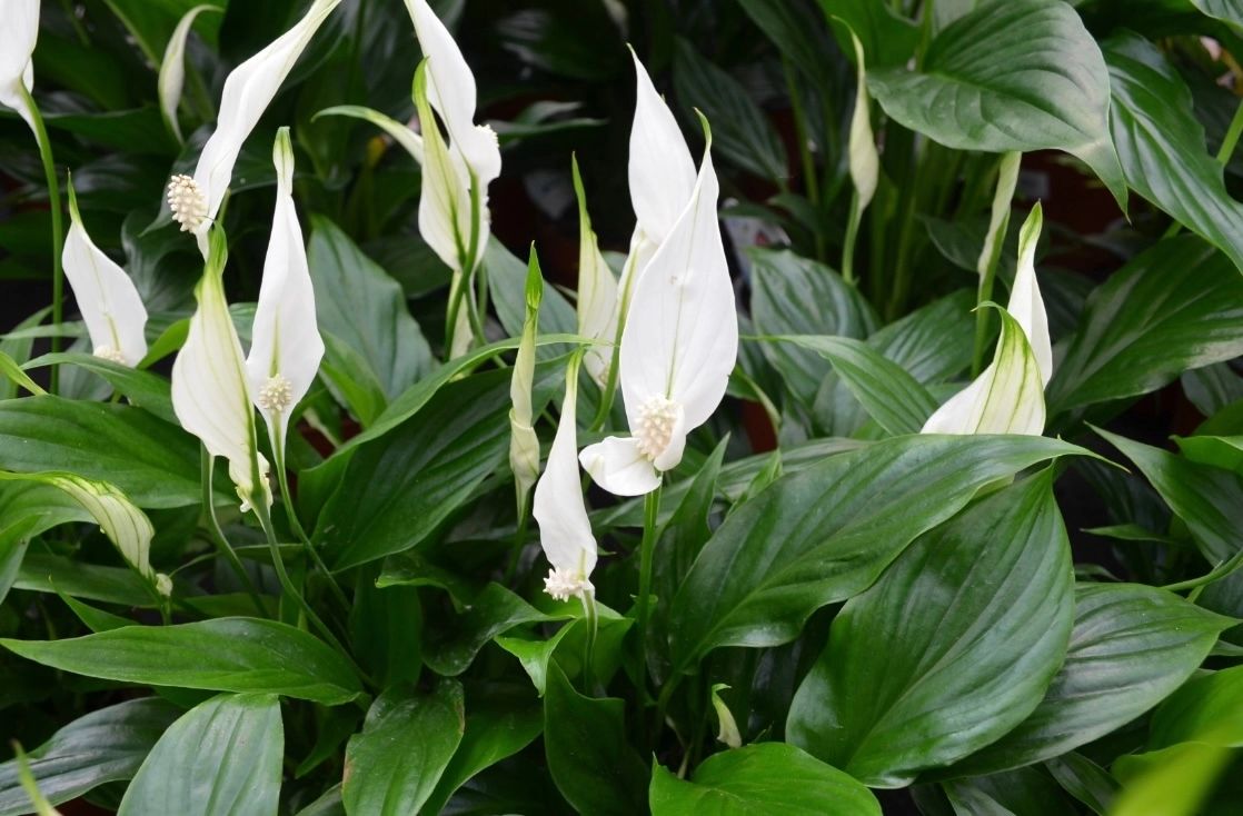 Planta care acționează ca un purificator de aer. Trebuie să o ai neapărat în locuința ta!