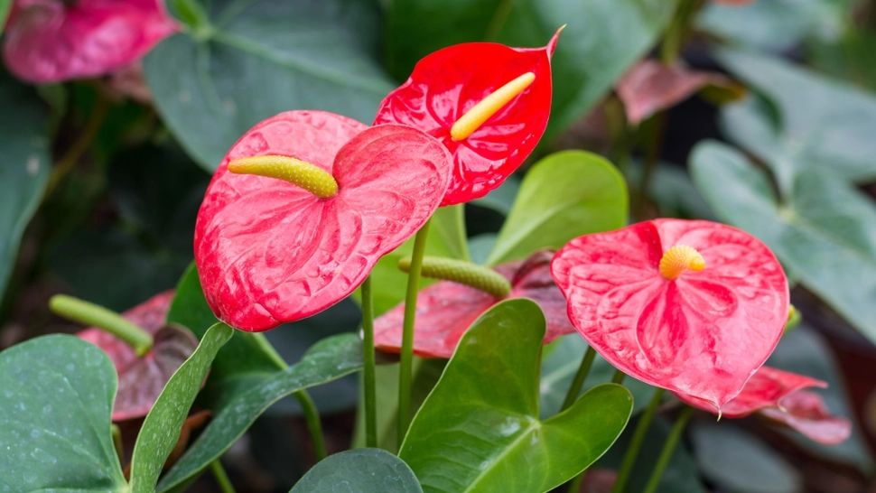 Cum să ai grijă de floarea flamingo, care emană romantism. Planta are nevoie de atenție specială