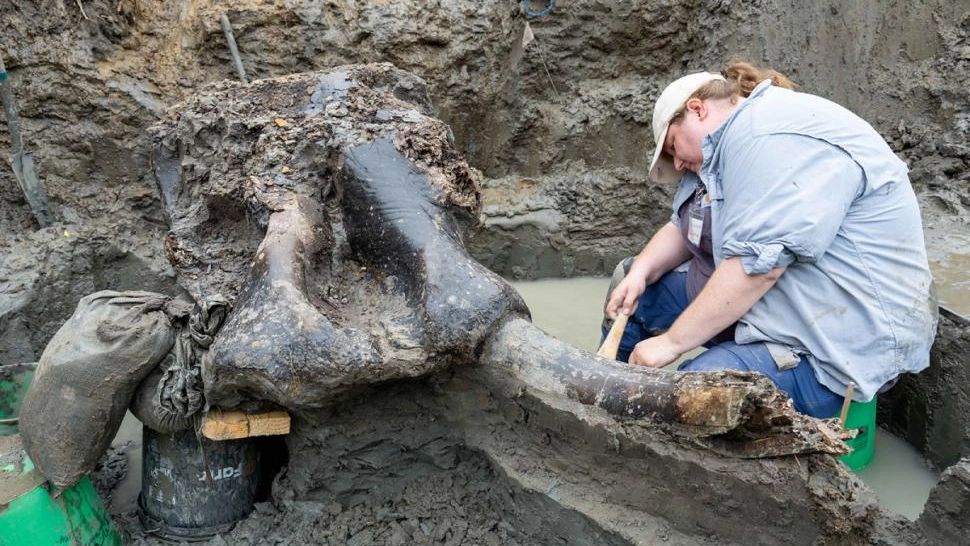 Descoperire arheologică rară: Craniu de mastodont de 13.600 de ani, găsit într-un pârâu