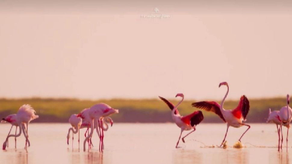 Colonii rare de flamingo populează Delta Dunării: Oportunitate unică pentru români