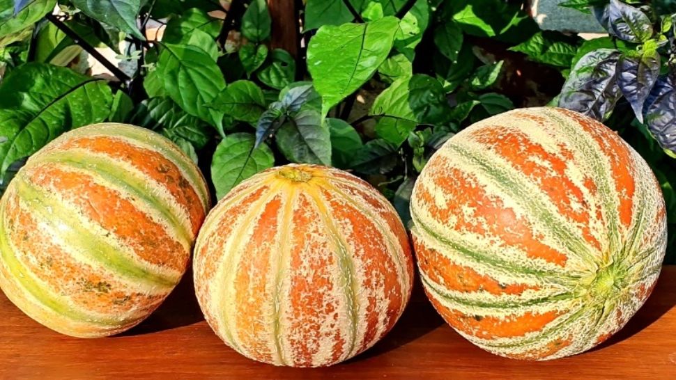 Ce este KAJARI, fructul cu gust de miere care i-a cucerit pe români. A fost aclimatizat la Banca de Resurse Genetice Vegetale din Buzău