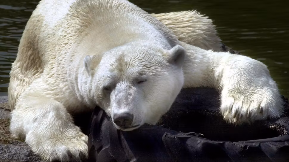 Ești obosit tot timpul? 5 greșeli pe care le faci zilnic și care ar putea să-ți provoace această stare