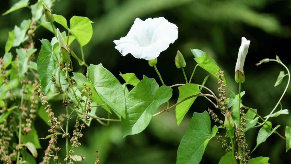 Rochița rândunicii, planta care înfrumusețează gardurile, tratează zeci de afecțiuni grave. Efectele miraculoase ale ceaiului de volbură 