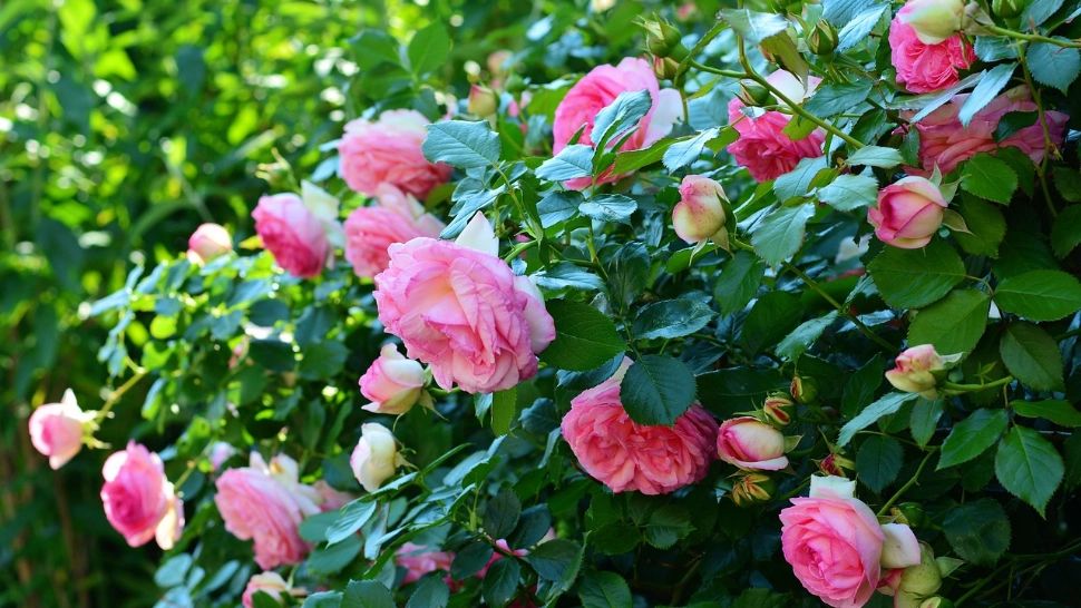 De ce se îngălbenesc frunzele trandafirilor. Sfaturi utile pentru a avea cele mai frumoase flori