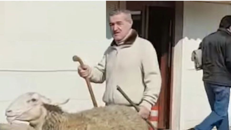 Gigi Becali sare în apărarea oierilor: Să vină de la ANSVAS și să taie o oaie bolnavă, eu o MĂNÂNC în fața lor