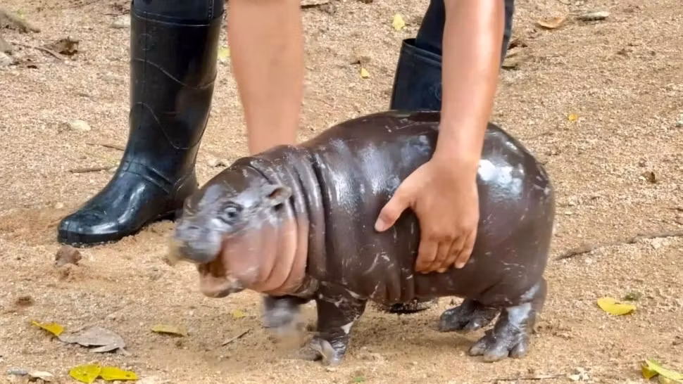 Cum arată Moo Deng, puiul de hipopotam pigmeu. S-a născut în Thailanda și se bucură de o popularitate plină de provocări - VIDEO