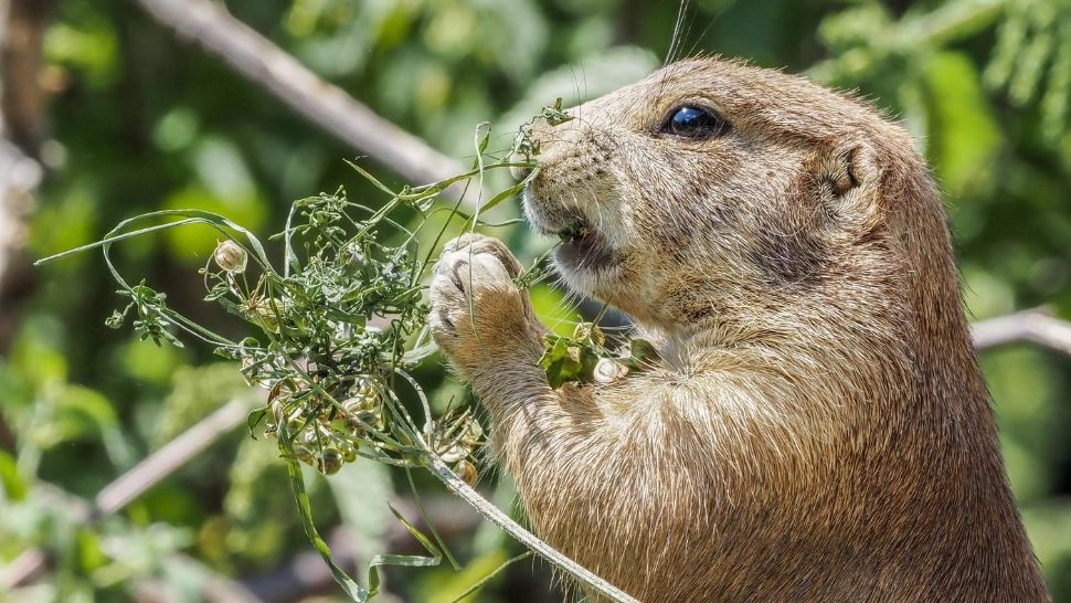 Polonezii vor muta locația unei viitoare baze aeriene pentru a nu-i deranja pe POPÂNDĂI