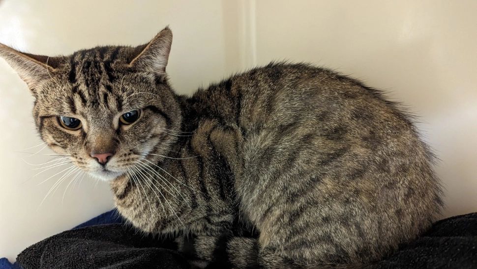 Cercetătorii au reușit să înregistreze ce se întâmplă în CREIERUL pisicilor când suferă