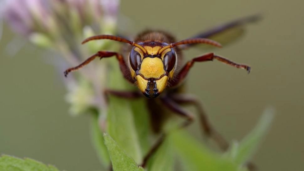 Caz șocant în România! Un bărbat de 49 de ani a murit după ce a fost înțepat în cap de o insectă
