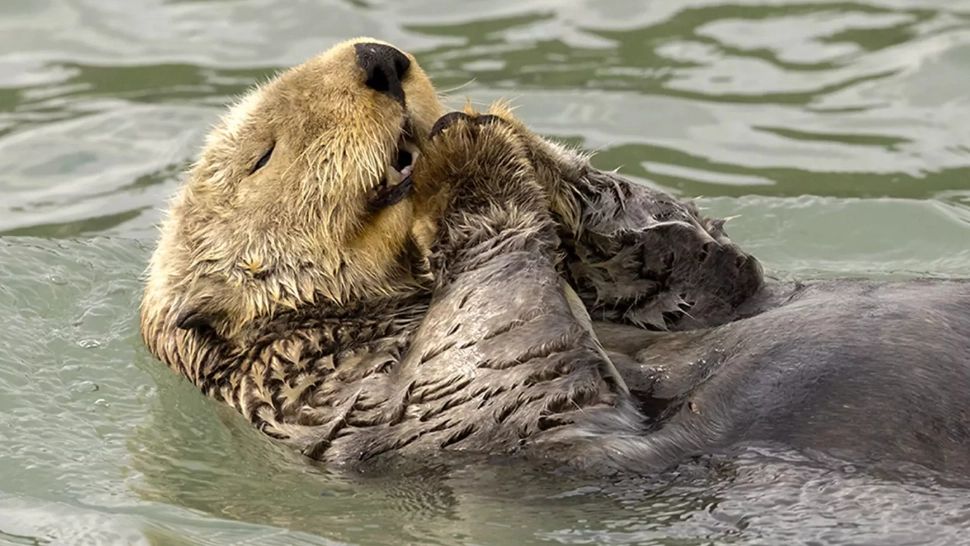S-a deschis competitia pentru cele mai haioase poze cu animale de anul acesta. Foto: ComedyWildlife