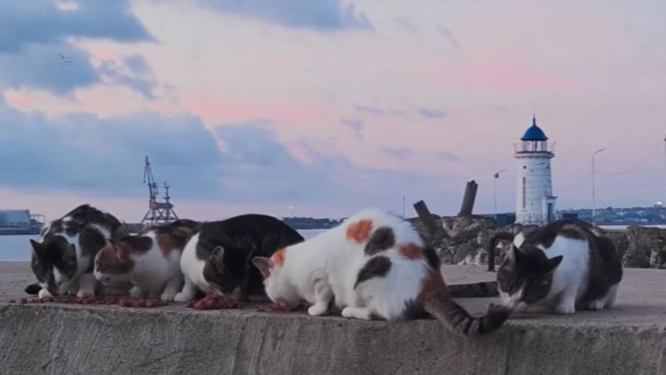 O nouă generație de pisicuțe a pus stăpânire pe digul de la Mangalia. Galerie FOTO/VIDEO