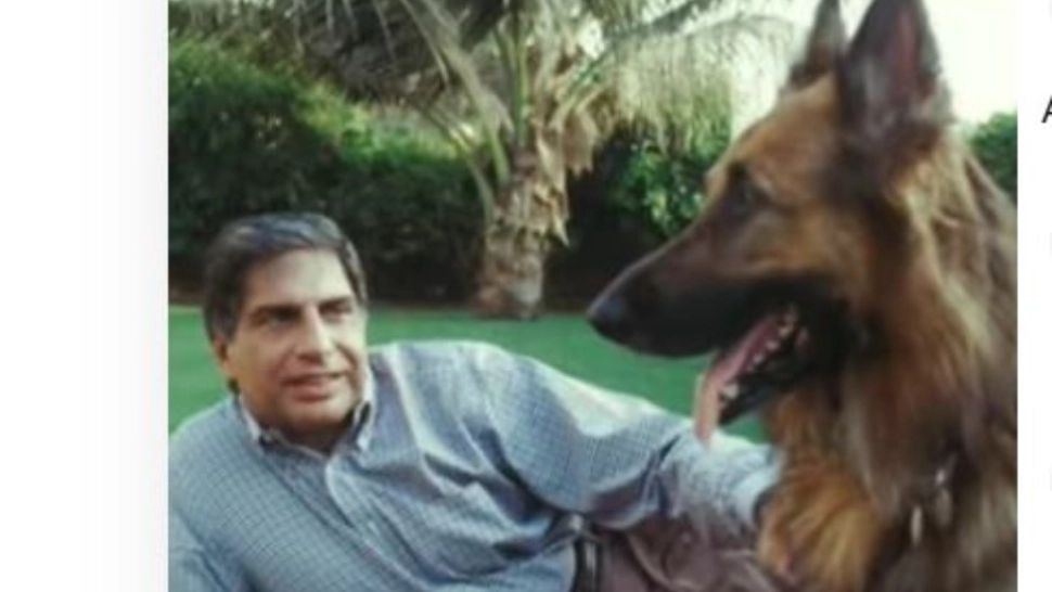 Cel mai bogat cățel din lume. Stăpânul i-a lăsat 91 de milioane de lire moștenire după deces