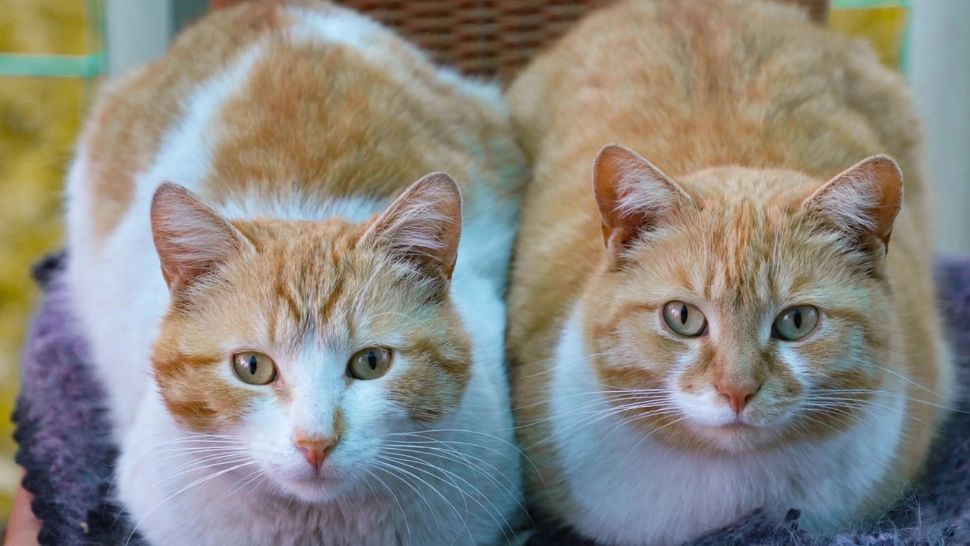 Două pisici au ajuns la spital drogate