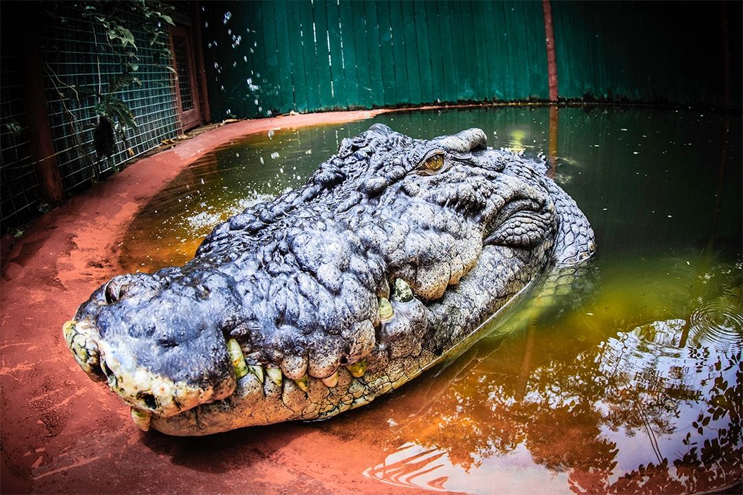 El este Cassius, cel mai mare crocodil din lume