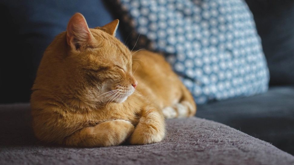 Iubirea pentru feline l-a adus în INSTANȚĂ. O femeie și-a dat soțul în judecată pentru că își iubește mai mult pisica decât pe ea