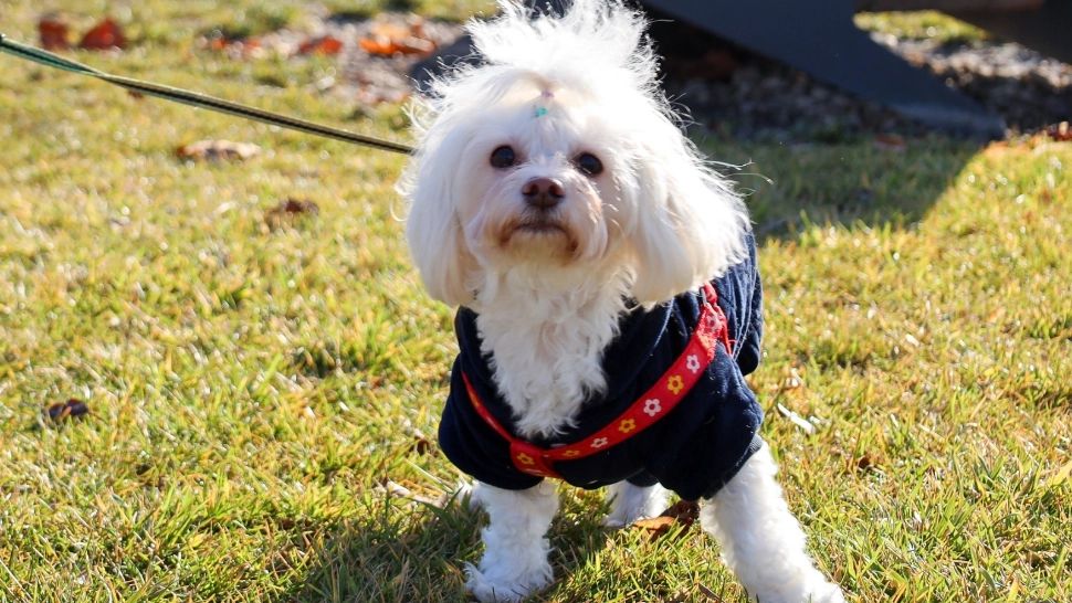 Invitație la plimbare prin parcurile întreținute de Primăria Sectorului 4