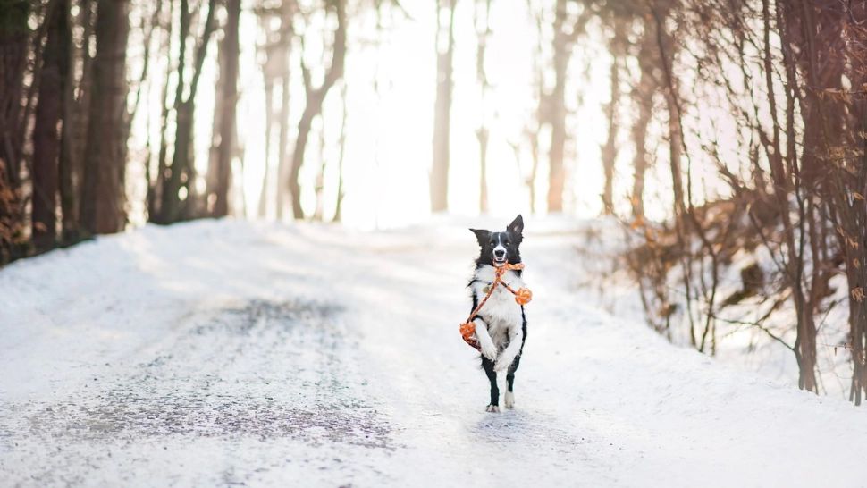 Prognoza meteo 16 ianuarie