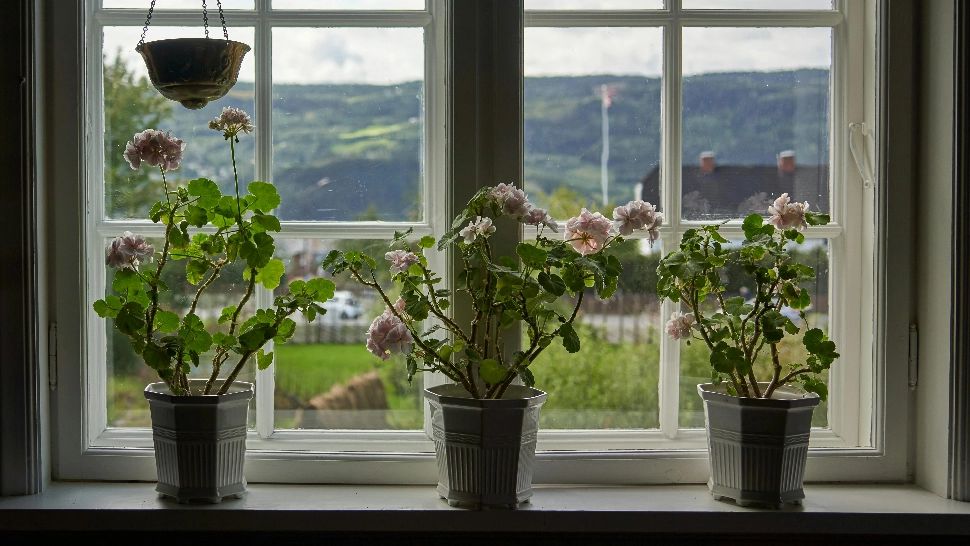 Cum să îngrijești mușcatele pe timp de iarnă. Sfaturi utile