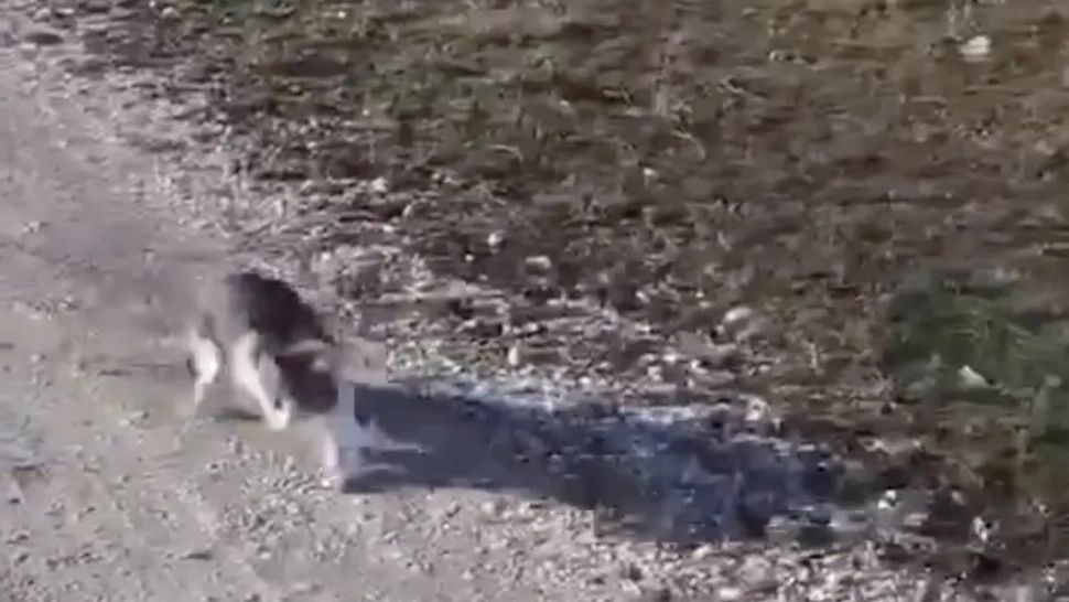 Polițiștii din Constanța au deschis o anchetă după ce o PISICĂ a fost abandonată pe câmp -VIDEO