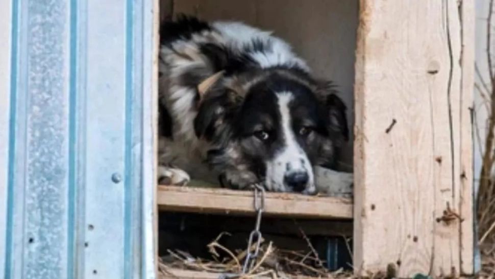 Câine maltratat de un bărbat din București