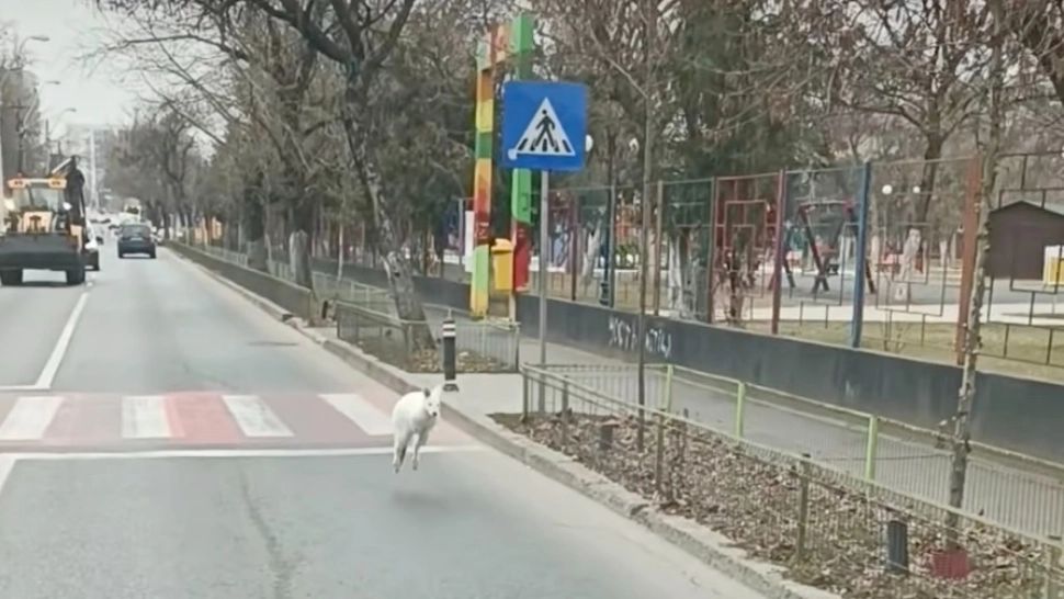 Imagini ireale surprinse în traficul din Capitală: un CANGUR ALB fuge haotic pe stradă! Reacția POLIȚIEI VIDEO