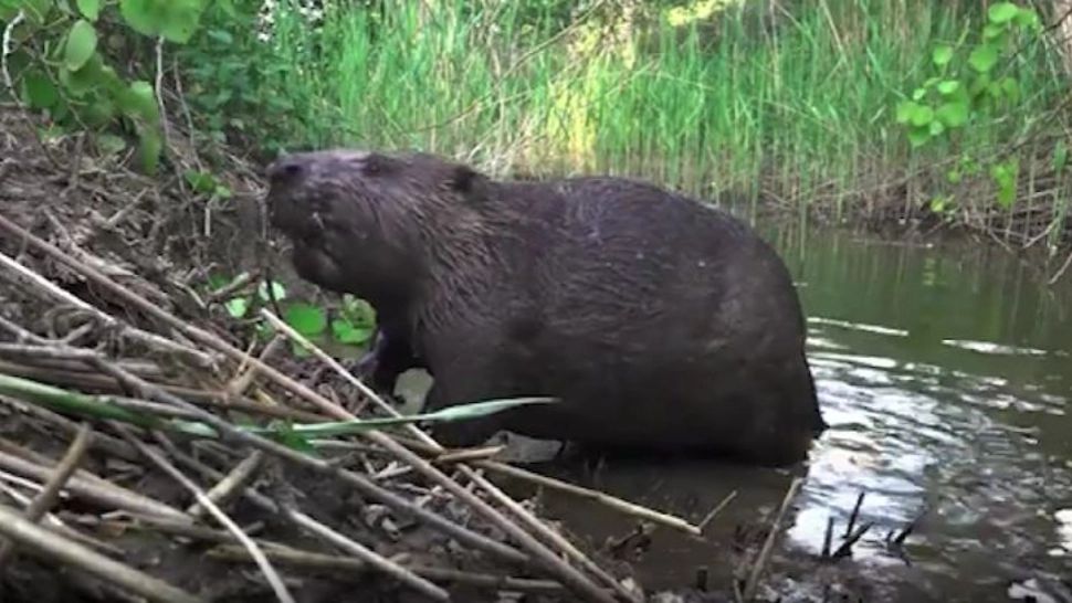 Castorii din Cehia, mai rapizi decât autoritățile: au construit un baraj în doar două zile