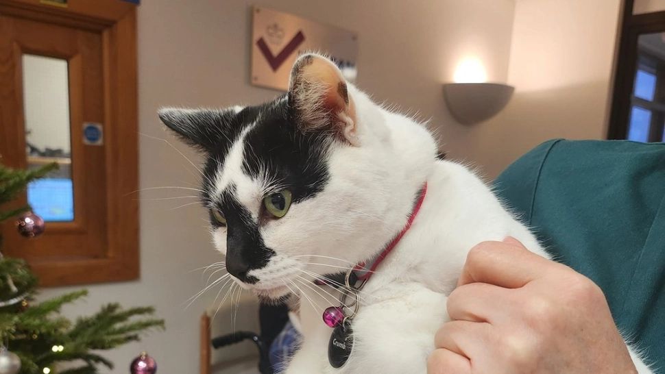 Reacție incredibilă. Cum și-au dat seama că mângie pisica GREȘITĂ? - VIDEO