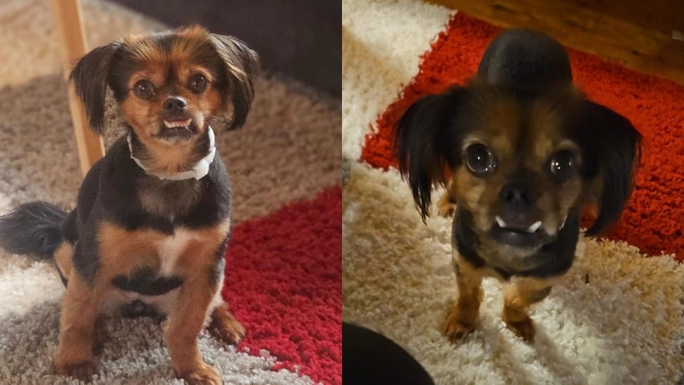 Experiență șocantă pentru stăpânii unui pechinez din Sibiu. L-au dus la stomatolog și au revenit cu 7 dinți lipsă - FOTO