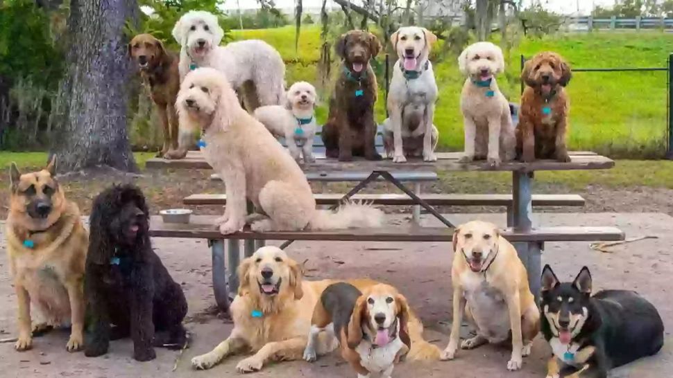 Acestea sunt cele mai frumoase rase de câini din lume. Oamenii de știință au făcut clasamentul în baza unor date precise