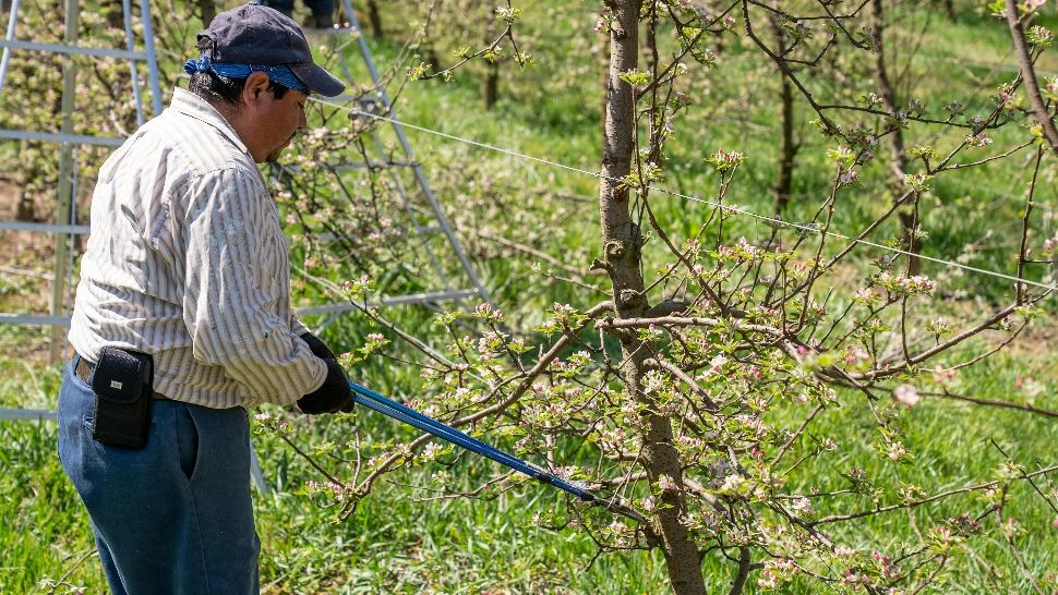 Ce trebuie să faci cu merii toamna? Sfaturi pentru îngrijirea pomilor fructiferi