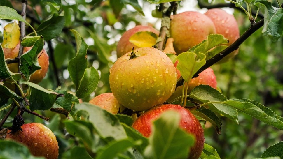 Ce trebuie să pui la rădăcina merilor primăvara. FOTO: Pixabay