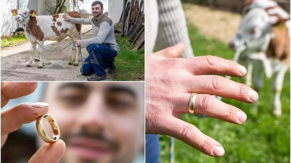 Povestea inedită a unui fermier: și-a pierdut verigheta în timp ce dădea mâncare vacilor, iar după 4 luni a găsit-o într-un loc incredibil