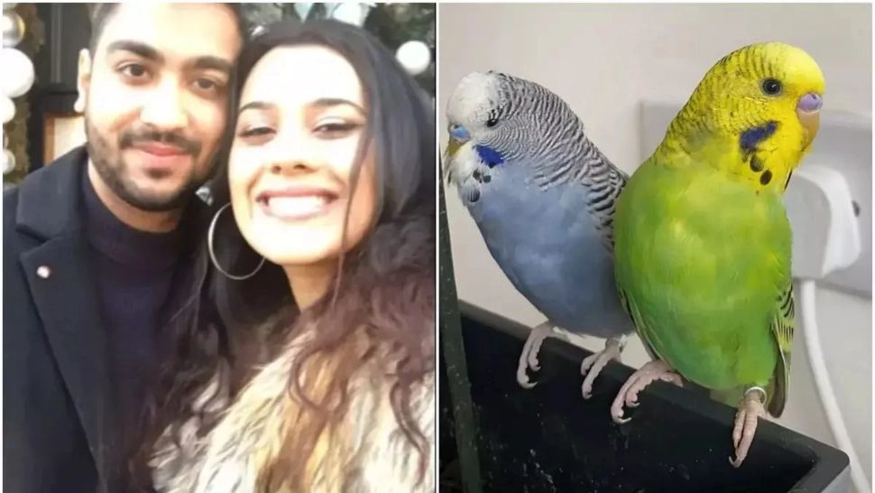 Trădat de...papagal: o tânără și-a dat seama că este înșelată după ce Tiki a început să „vorbească prea mult”