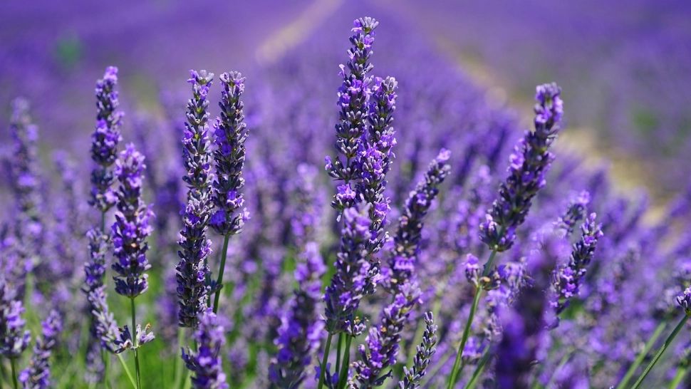 Ce trebuie să faci pentru ca lavanda să crească frumos. FOTO: Pixabay