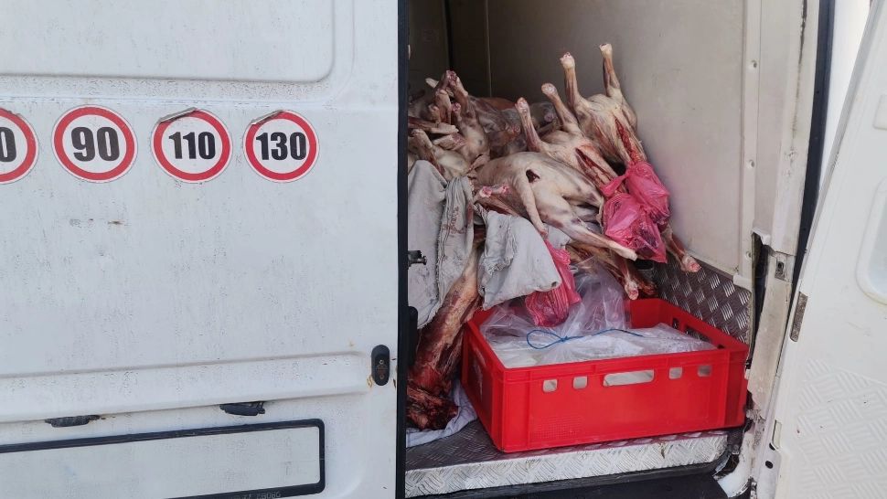  Peste o tonă de carne de miel, fără acte, oprită la intrarea în București. Foto: Facebook